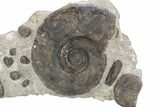 Plate of Devonian Ammonite Fossils - Morocco #259695-1